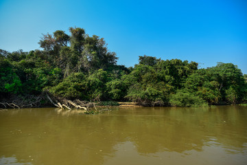 Pantanal forest ecosystem, Mato Grosso, Brazil