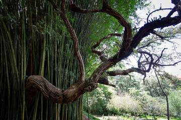 A tree growing between bamboos