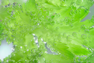 celery in the water