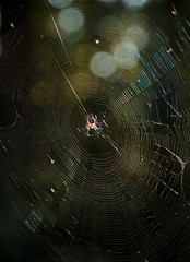 spider on web