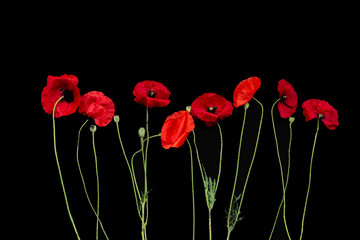 red poppies flowers row horizontally black background