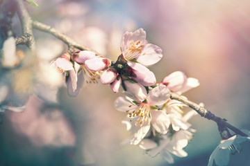 Spring time, flowering fruit tree in spring, branch of blossomed tree lit by sunlight