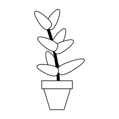 plant pot isolated in black and white