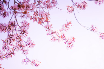 Obraz na płótnie Canvas kirschblüten in der sonne