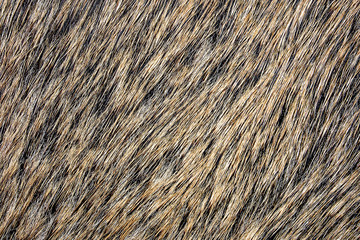 Boar fur animal carpet texture.