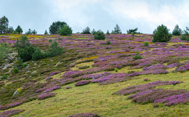 Champ de bruyère sur le Mont Lozère.