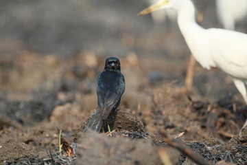 bird on a branch