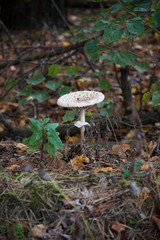mushroom in the forest