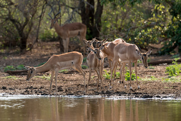 Impala, Aepyceros melampus, Afrique du Sud