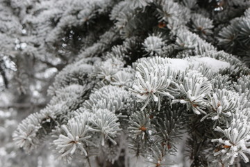 Snow and frost lie on the fir branches
