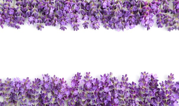 Fototapeta Lavender.