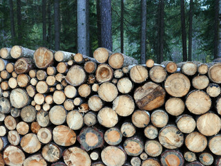tronchi di legno impilati nel bosco