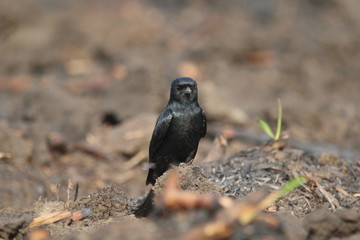 blackbird on a branch