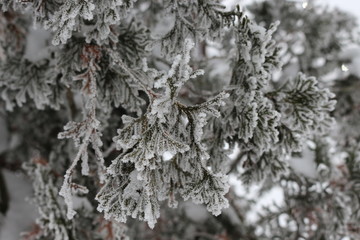 Snow and frost lie on the fir branches