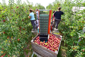 harvest assistant on a machine for automatic harvesting of ripe fresh apples on a plantation // Erntemaschine in einer Apfelplantage mit Erntehelfern bei der Arbeit  - Powered by Adobe