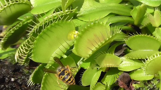 Wespe entkommt Venusfliegenfalle (Dionaea muscipula)