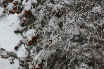  Frost lies on the branches of bushes and berries