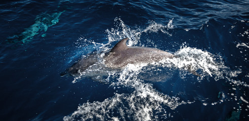 Naklejka premium Dolphins swim and play in the ocean.