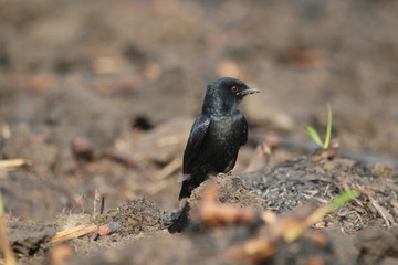 blackbird on a branch