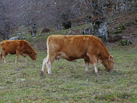 rilassante immagine rurale di due mucche al pascolo