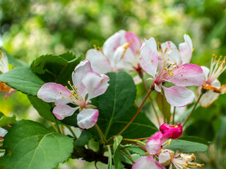 Fototapeta na wymiar Blooming tree in spring
