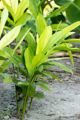 Galangal Sapling many trees Have both leaves White, light green, dark green  are plant in the ginger family, is an herb used in cooking, especially in Indonesian and Thai cuisines.