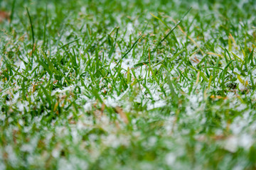 grass lightly covered with snow. The white fluff gently covered the grass growing on the meadow. Spring background