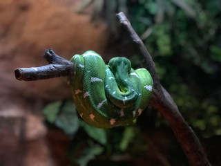 Nice green Snake
