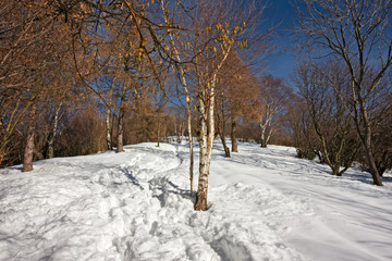 Forest in winter with a snow-covered lawn on a sunny winter day