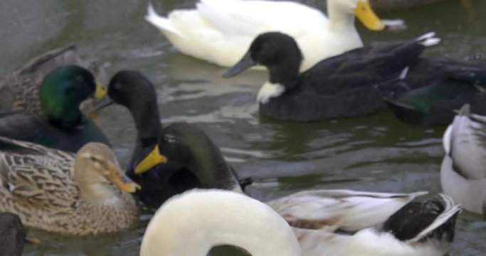 Close up of Swan between ducks on a pond in winter, 10bit HLG