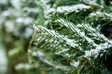 Green spruce needles covered with fresh snow. Natural snow covered the branches of the coniferous...