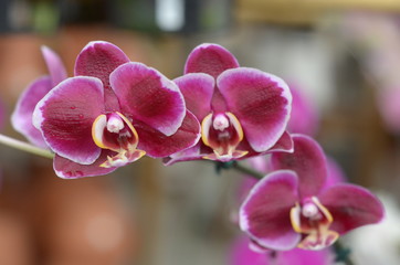 pink orchid on green background