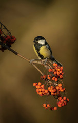 Great tit on rowan berries.