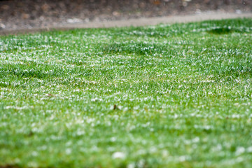 grass lightly covered with snow. The white fluff gently covered the grass growing on the meadow. Spring background
