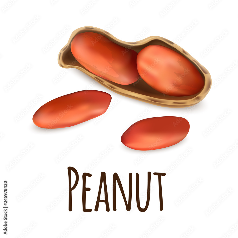 Poster peanut icon. realistic illustration of peanut vector icon for web design isolated on white backgroun