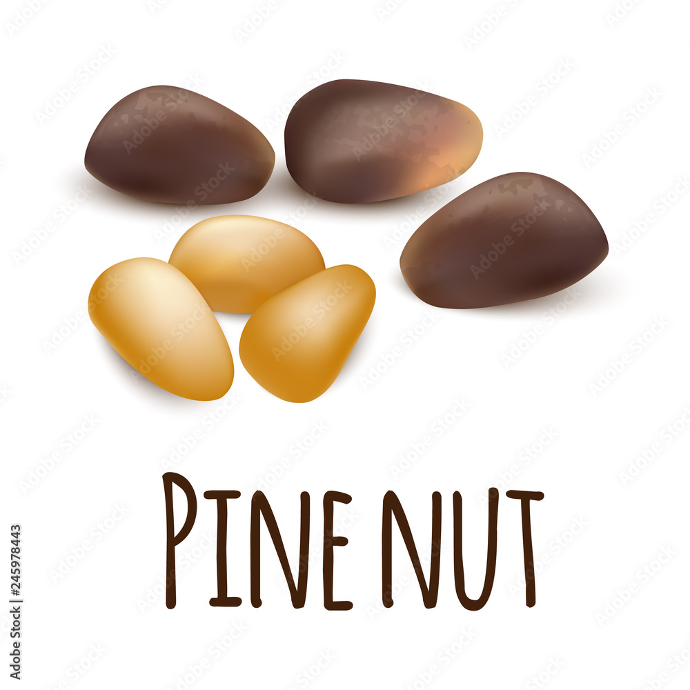 Poster pine nut icon. realistic illustration of pine nut vector icon for web design isolated on white backg