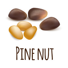 Pine nut icon. Realistic illustration of pine nut vector icon for web design isolated on white background