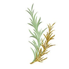 Rosemary golden herbal illustration