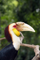 The wreathed hornbill (Rhyticeros undulatus), also known as the bar-pouched wreathed hornbil, portait.
