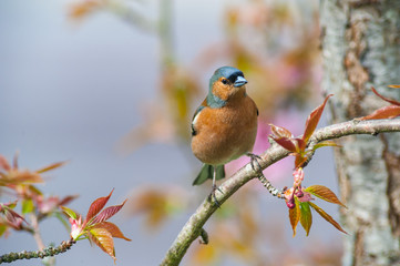 Common chaffinch bird perched on a tree branch flowering during spring time