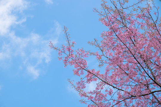 Wild Himalayan Cherry blossoms and blue sky in Khunwang, Chiang Mai, Thailand.