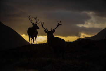 Male stag silhouetted against a sunset sky