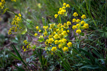 yellow flowers in garden