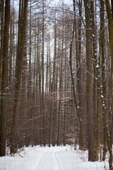 Fototapeta premium Beautiful nature of winter forest