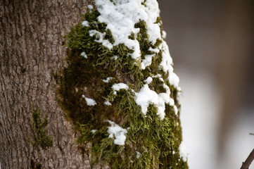 Beautiful nature of winter forest