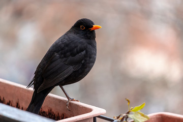 Turdus merula close up