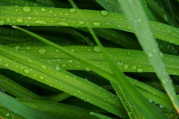 Raindrops on leaves