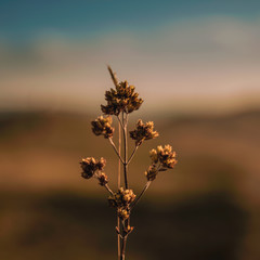 Wild flower