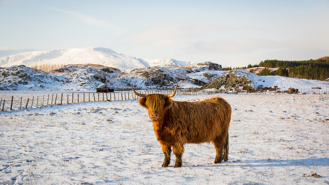Scottish highland cow, standing on snow covered farmland, looking at the camera