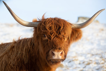 Scottish highland cow, close up profile, looking at the camera
